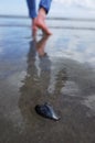 Mussle shell on Cornish beach Royalty Free Stock Photo