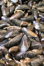 Mussles fresh from the sea Royalty Free Stock Photo