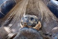 This must be a very old Galapagos tortoise Royalty Free Stock Photo