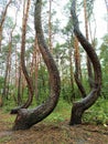 Must see - Crooked Forest near Gryfino, Poland Royalty Free Stock Photo