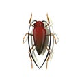 Mustache cockroach on white background. Vector illustration. Royalty Free Stock Photo