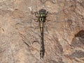 Mustached Clubtail