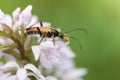 A mustachioed beetle Royalty Free Stock Photo