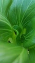 Mustad leaf greens Royalty Free Stock Photo