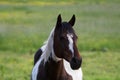 Mustang Royalty Free Stock Photo