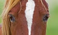 Mustang horse eyes portrait closeup Royalty Free Stock Photo