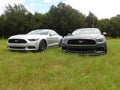 Mustang Fever Royalty Free Stock Photo