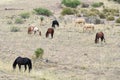 A Mustang Herd, Known as Wild or Feral Horses