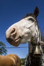 Mustang horse head Royalty Free Stock Photo