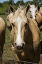 Mustang horse head Royalty Free Stock Photo