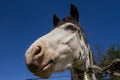 Mustang horse head Royalty Free Stock Photo