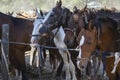 Mustang horse Royalty Free Stock Photo