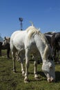 Mustang horse Royalty Free Stock Photo