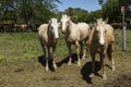 Mustang horse Royalty Free Stock Photo