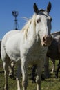 Mustang horse Royalty Free Stock Photo