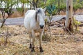 Mustang roaming wild in Mexico.