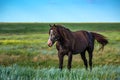 Wild stallion grazing on summer meadow