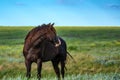 Wild stallion grazing on summer meadow