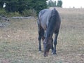 Mustang Wild Horse - Black Stallion grazing in the Pryor Mountains Wild Horse Range in Montana USA