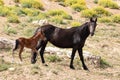 Mustang Wild Horse Mare mother with her bay foal in the Pryor Mountains Wild Horse Refuge Sanctuary in Wyoming USA Royalty Free Stock Photo