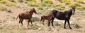 Mustang Wild Horse Mare watchful mother with her baby bay foal and yearling colt in the Pryor Mountains Montana USA Royalty Free Stock Photo