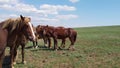 Mustangs faces close-up, wild horses and horseflies, animals look at camera