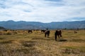 Mustangs in high desert in the Washoe Lake