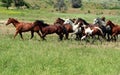 Mustangs On Prarie Royalty Free Stock Photo