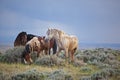 Wild horse mustang mustangs horses herd rain dust mud