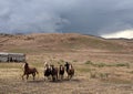 Mustangs return to freedom in desert with storm clouds behind them Royalty Free Stock Photo