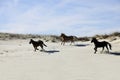 Mustangs Running among Sand Dunes