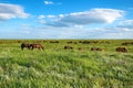 Wild horses grazing on summer meadow