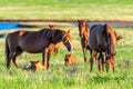 Wild horses grazing on summer meadow