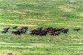 Wild horses gallopping on summer meadow