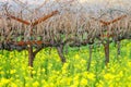 Napa in Winter Royalty Free Stock Photo