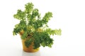 Mustard cabbage (Brassica juncea) in flower pot Royalty Free Stock Photo