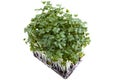 Mustard Cress Royalty Free Stock Photo