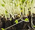 Mustard and cress roots and stems Royalty Free Stock Photo
