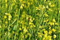 Mustard crop field leaf honeybee nature yellow flowers countryside bright day