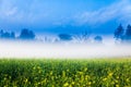 Mustard crop field