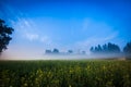 Mustard crop field