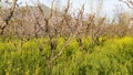 Mustard crop growing in the peach orchard Royalty Free Stock Photo