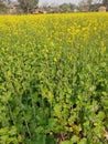 Mustard crop