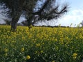 Mustard crop in North Indian state rajasthan .