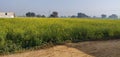 Mustard crop yellow flowers field