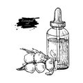 Mustard essential oil bottle and flower. Hand drawn vector illustration. Isolated drawing Royalty Free Stock Photo