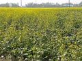 Mustard Farm view in Beautiful Fresh Sunny Morning in Punjab India Royalty Free Stock Photo