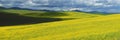 Mustard Field Royalty Free Stock Photo