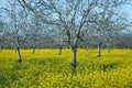 Mustard Field