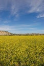 Mustard Field